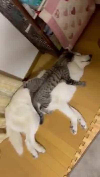 Cat doing some cleaning