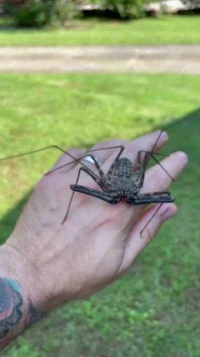 Tailless whip scorpion (Amblypygi) the weird thing from Harry Potter.