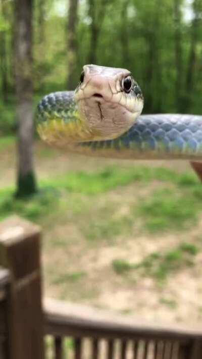 Feisty Yellow Bellied Racer I found while mowing