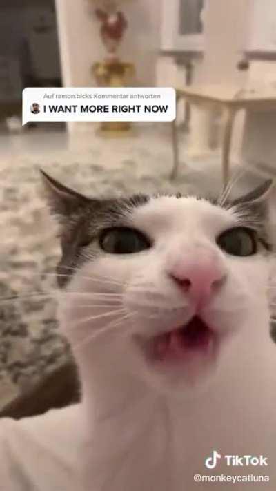 More of the scrungy kitty (with sound)