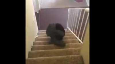 They are so dramatic ಠ‿ಠ