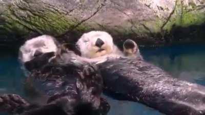 TIL Sea otters hold hands to stop drifting apart and losing each other while sleeping in the water.