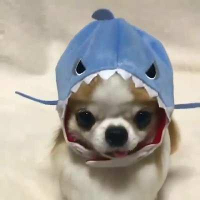 Can a shark be cute!!??