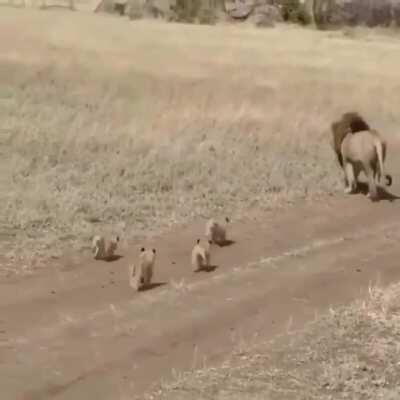 🔥 Lion cubs out with dad