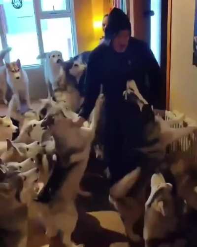 An anxiety of huskies