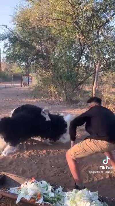 me and the homies listening to SHUM in july