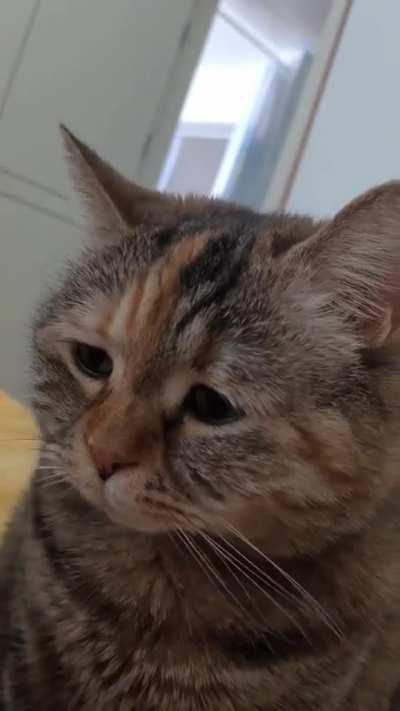 cats when they did something wrong😹