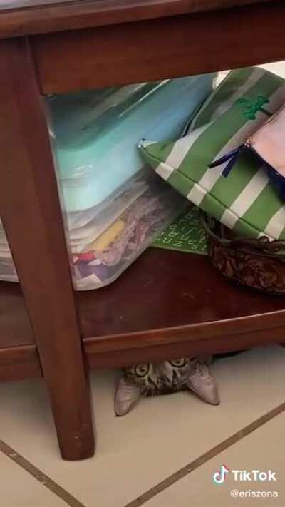 Feline Assassin waiting for the perfect time to strike.