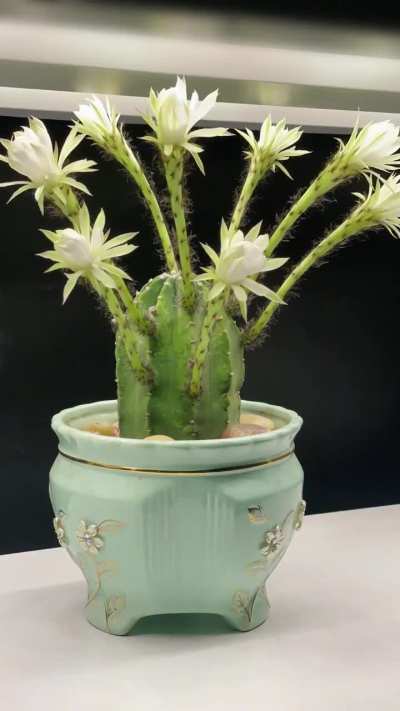 Recorded the entire bloom cycle — totally worth the wait