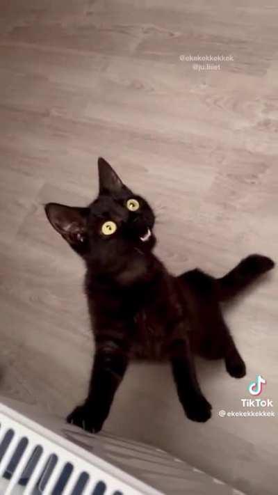 A beautiful chirp compilation