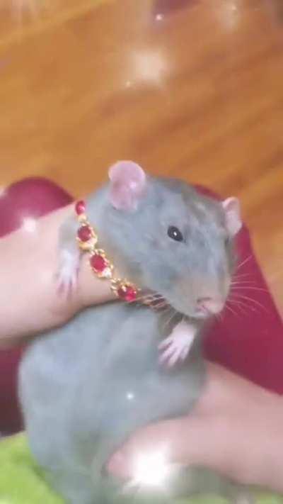 Me in the vivarium befriending the rats.