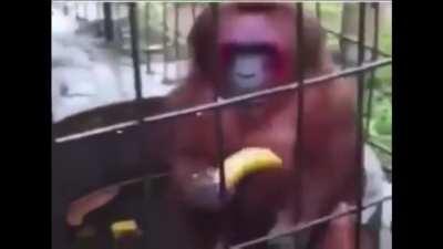 Latinoamericano promedio: