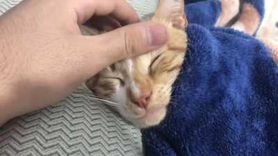 No, Eddie didn’t tuck himself in like most cats on this sub. I did. Because dipshit yells and refuses to sleep without being tucked in and petted to sleep... still love him.