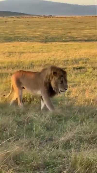 Mzee after confrontation with fig trees