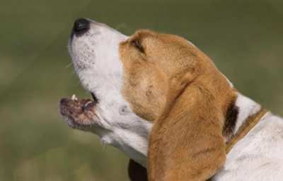 Giving your avatars names independent from their lore