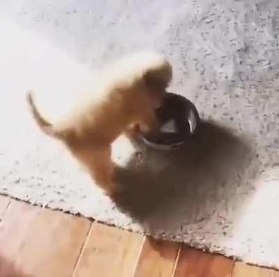 Precious little pup carrying its bowl