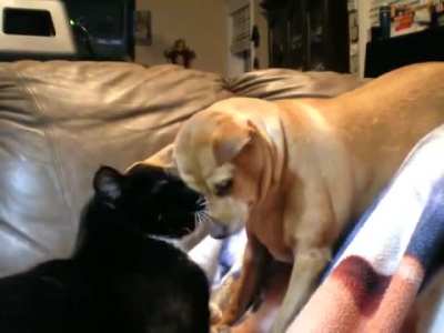 Fat dog doesn't feel the sandpaper