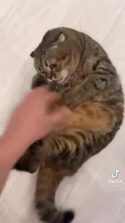 chonker loves attention