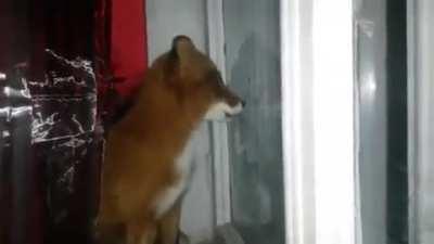 What the dog doin’?