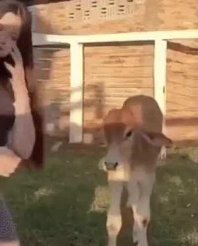 Resposted from,i like cow