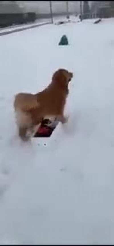 story between cat and snow