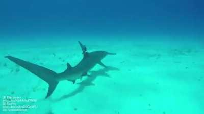 Time-release fin clip cam for sharks