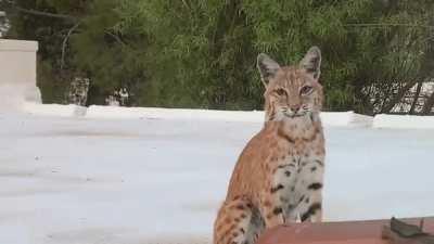 🔥 The spooky moment a mom bobcat notices she is being watched