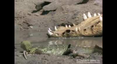 ð¥ Monitor Lizards are the most intelligent of Lizards, capable of creative problem-solving.