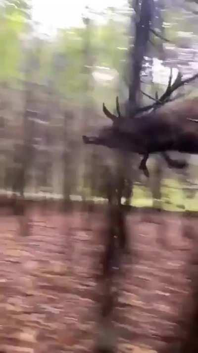 🔥 The way this Elk jumps and runs through the forest!