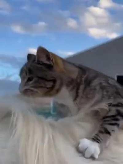 a horse giving a piggyback ride to a kitty!! :3