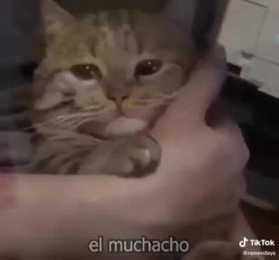 I shed a tear watching these gatos.
