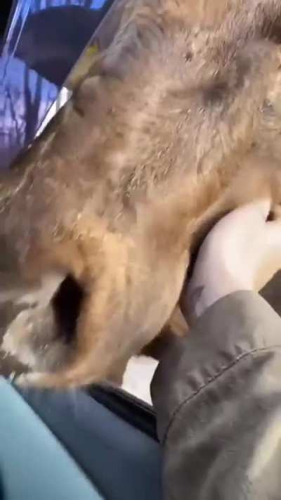 How dare you drive with no food