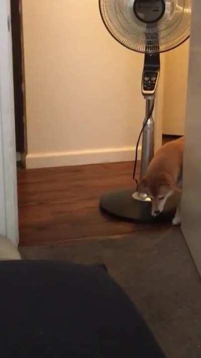 My shiba has an irrationally difficult time getting around fans