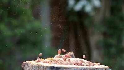 ☠☠☠☠🤯🤯🤯🤯HARAM SQUIRREL GETS SNIPED ☠☠☠🤯🤯🤯🤯🤯🤯🤯☠