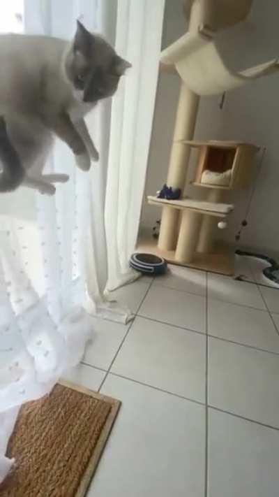 PROTIP Touching a cat's ass isn't recommended when it's stalking a Roomba