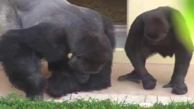 Monke watch - monke lern