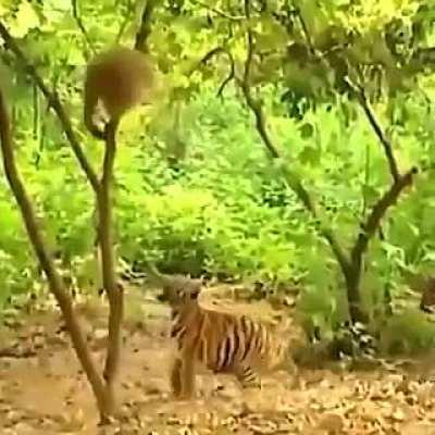 Idiot nearly gets eaten by tiger