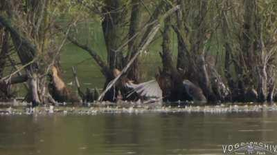 A Eurasian goshawk attacks and drowns a great egret