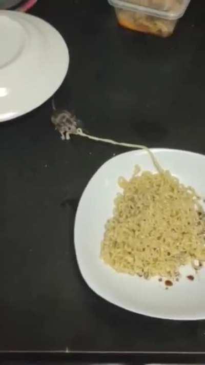 Mouse risking its life over a strand of noodle