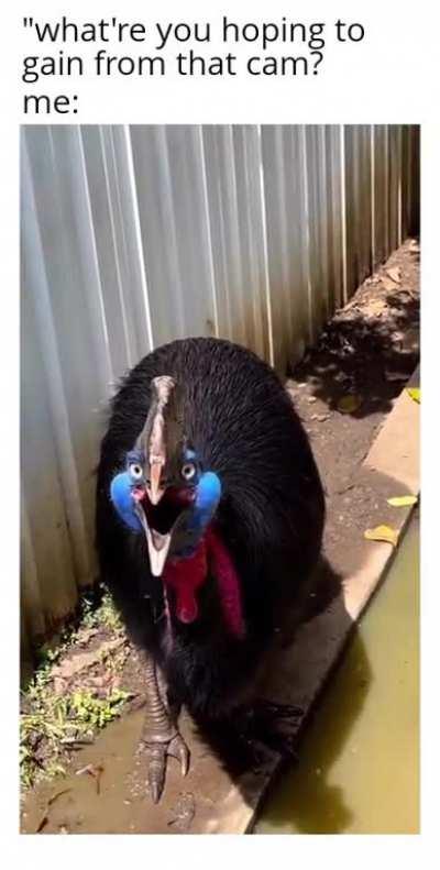 Big dreams of big cams