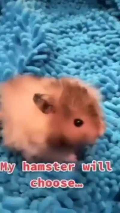 leave the poor animal alone