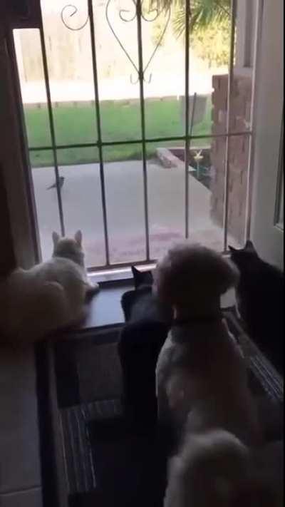 Im sure that the cats are plotting his murder after this move.