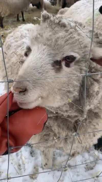 -30°C and they don’t seem to mind at all. Still fluffy and happy.