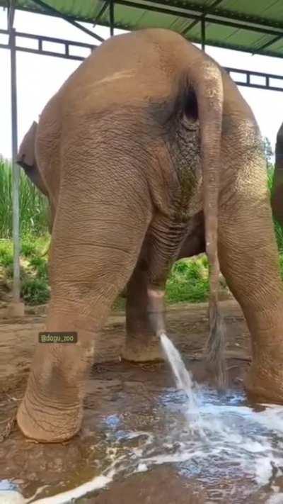 Elephant taking a leak[An elephant can pee up to 5 gallons in one go]