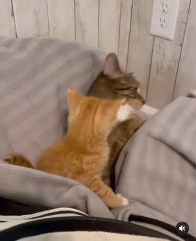 Mama Comes To The Rescue: Discovers It’s An Elaborate Derp