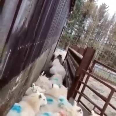 Animal traffic officer solving the traffic problem.