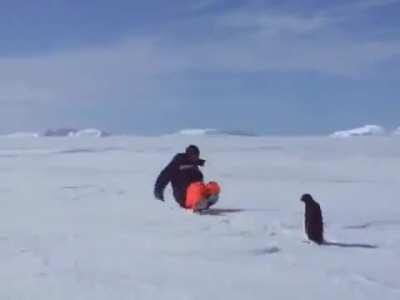 Approaching a penguin