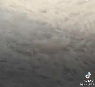 Black lab was like: Don’t worry my dad will give you a lift.