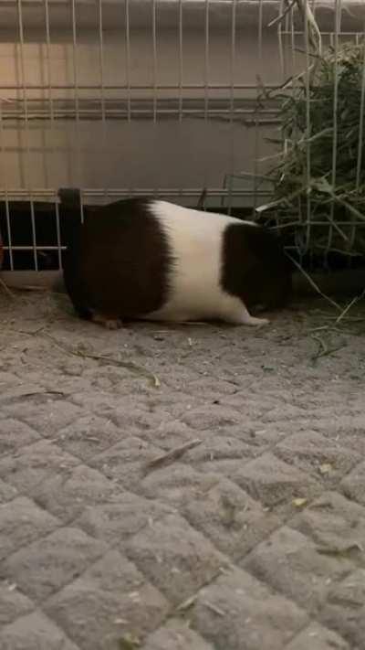 More hay = uncontrollable happiness!! Bentley running around and Dexter’s popcorn