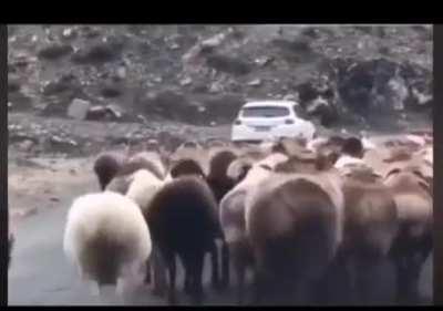 Dont ask for the sauce